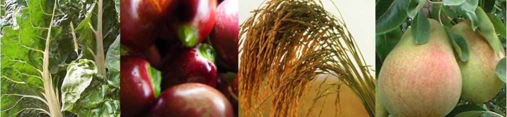 Remineralizing our soil re-mineralizes our food…