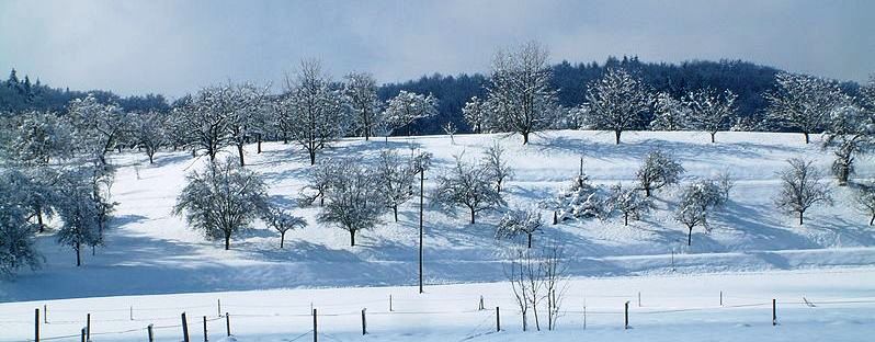 Trees in Snow