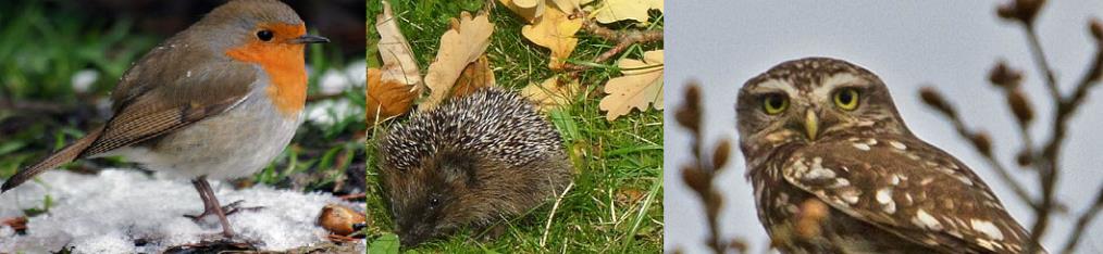 Re-mineralizing soil will ultimately benefit wildlife