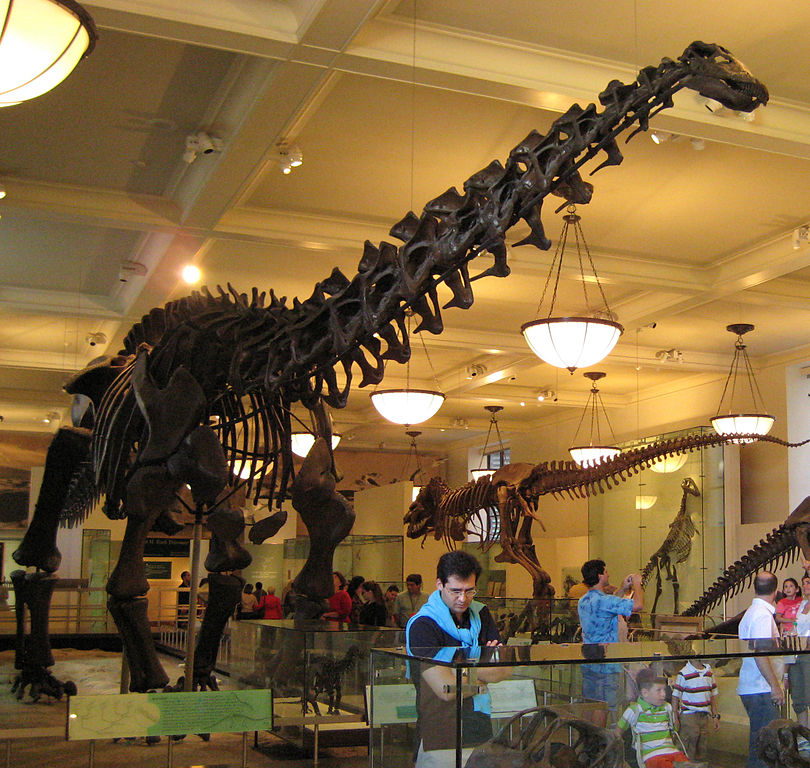 Apatosaurus